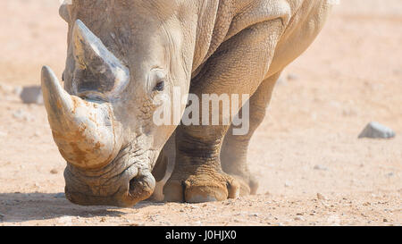 Rhinocéros brune sauvage vit en eau au zoo ouvert Banque D'Images