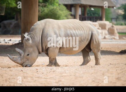 Rhinocéros brune sauvage vit en eau au zoo ouvert Banque D'Images