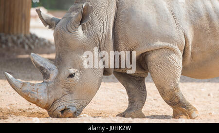 Rhinocéros brune sauvage vit en eau au zoo ouvert Banque D'Images