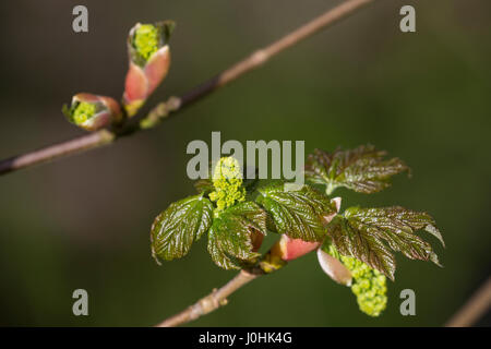 , Berg-Ahorn aufbrechende Bergahorn, Ahorn, Knospe, Blattentfaltung Blattknospe Knospen,,, Blütenknospe, Acer pseudoplatanus, sycomore, l'érable, érable s Banque D'Images