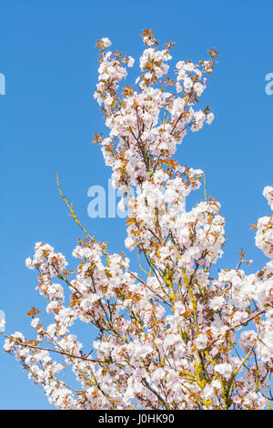 Haut d'un petit arbre à fleurs rose au printemps au Royaume-Uni. Banque D'Images