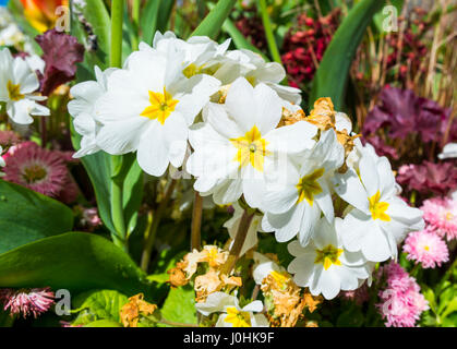 Des fleurs d'un blanc (plante Primrose Primula) avec des yeux jaunes, dans un parterre de fleurs décoratives dans une petite ville au printemps, dans le West Sussex, Angleterre, Royaume-Uni. Banque D'Images