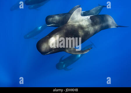 Pod de baleines pilotes (Globicephala macrorhynchus) Banque D'Images