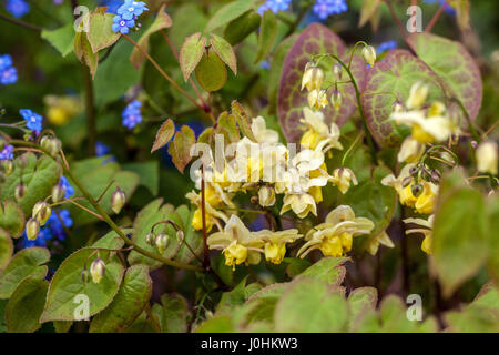 Barrenwort, Epimedium versicolor sulphureum contexte Brunnera macrophylla en fleur Banque D'Images