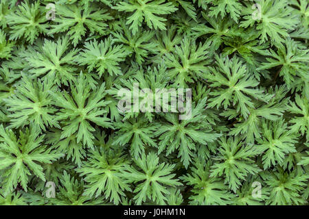 Les feuilles de géranium vert frais Banque D'Images