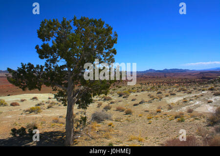 Un arbre isolé est au premier plan avec le paysage en arrière-plan. Banque D'Images