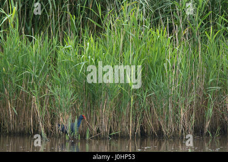 Talève Sultane Porphyrio porphyrio vagabond à l'été 2016 réserve RSPB Minsmere Banque D'Images