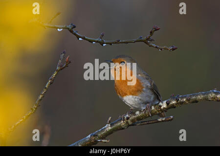 Erithacus rubecula aux abords en chanson début du printemps Norfolk Banque D'Images