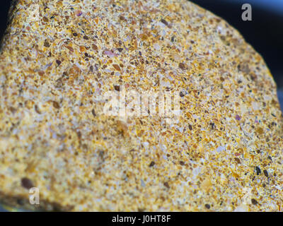 La pierre de macro shot coquillages trempé Banque D'Images