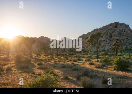 Paysage désertique et Joshua Trees capturés avant le coucher du soleil. Joshua Tree National Park, Californie, USA. Banque D'Images