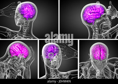 Le rendu 3d illustration médicale du cerveau Banque D'Images