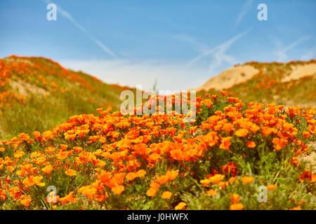 Domaines de pavot de Californie pendant les temps de floraison, Antelope Valley California Poppy Réserver Banque D'Images