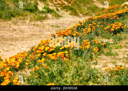 Domaines de pavot de Californie pendant les temps de floraison, Antelope Valley California Poppy Réserver Banque D'Images