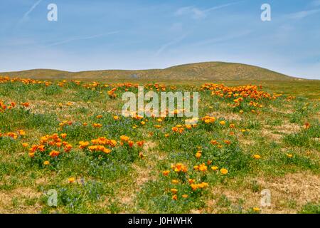 Domaines de pavot de Californie pendant les temps de floraison, Antelope Valley California Poppy Réserver Banque D'Images