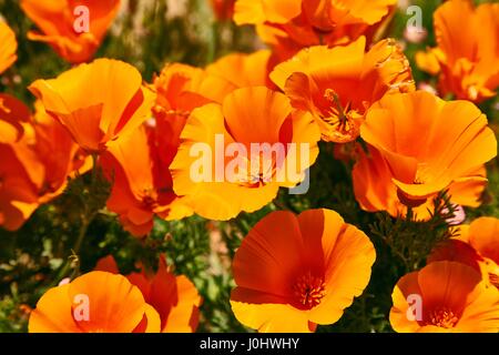 Domaines de pavot de Californie pendant les temps de floraison, Antelope Valley California Poppy Réserver Banque D'Images