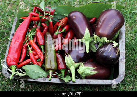 Maison fraîchement cueillis Black Beauty aubergines et piments Banque D'Images