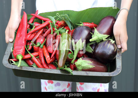 Maison fraîchement cueillis Black Beauty aubergines et piments Banque D'Images