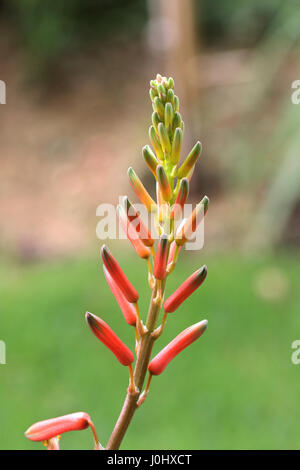 Close up of Aloevera isolés contre fleurs fond clair Banque D'Images