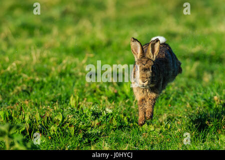 Wild Lapin européen Oryctolagus cuniculus Banque D'Images