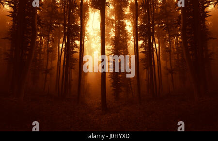 Forêt d'automne brouillard sombre dans la lumière au coucher du soleil Banque D'Images