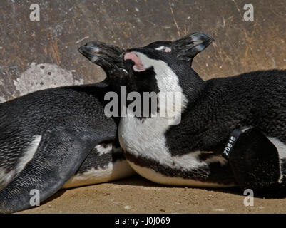 Putois/pingouins africains (Spheniscus demersus) de câlins Banque D'Images