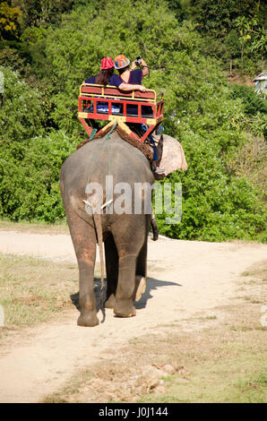 L'homme éléphant thaïlandais mahout équitation service personnes visite autour de forêt près de Thai Elephant Conservation Center Lampang à Hang Chat le 28 décembre 2016 à Banque D'Images