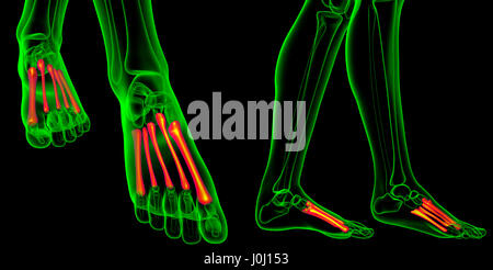 Le rendu 3d illustration médicale du métatarse Banque D'Images