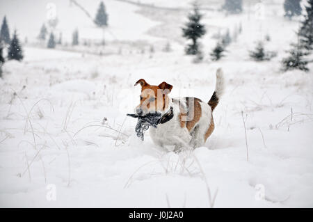 Fox terrier bébé chien qui court dans la neige en hiver Banque D'Images