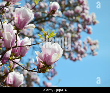 Vue en gros plan de fleurs de Magnolia au printemps en Allemagne Banque D'Images