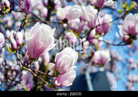 Vue en gros plan de fleurs de Magnolia au printemps en Allemagne Banque D'Images