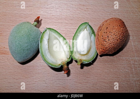 Les fruits de l'amandier (Amygdalus communis) Banque D'Images