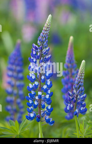 Lupin à grandes feuilles à feuilles / big / lupin à feuilles de lupin (Lupinus polyphyllus) floraison, originaire de l'ouest de l'Amérique du Nord Banque D'Images