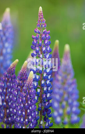 Lupin à grandes feuilles à feuilles / big / lupin à feuilles de lupin (Lupinus polyphyllus) floraison, originaire de l'ouest de l'Amérique du Nord Banque D'Images