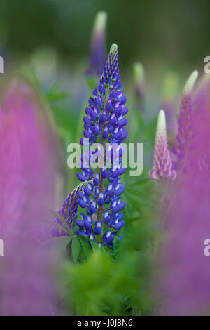 Lupin à grandes feuilles à feuilles / big / lupin à feuilles de lupin (Lupinus polyphyllus) floraison, originaire de l'ouest de l'Amérique du Nord Banque D'Images