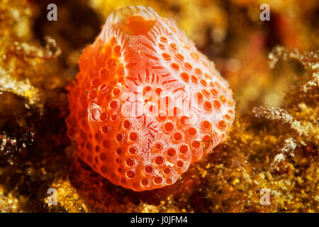 Aplidium elegans fraise (mer) de Telašćica Nature Park Banque D'Images