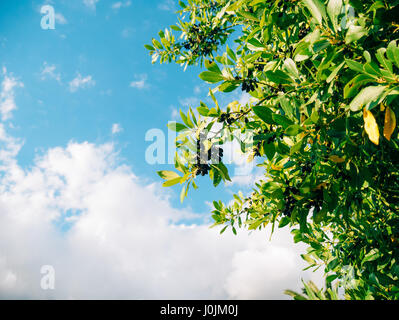 Les feuilles de laurier et de baies rouges sur un arbre. Dans la feuille de laurier de la nature sauvage du Monténégro. Sur le fond du ciel. Banque D'Images
