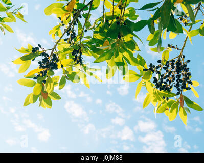 Les feuilles de laurier et de baies rouges sur un arbre. Dans la feuille de laurier de la nature sauvage du Monténégro. Sur le fond du ciel. Banque D'Images