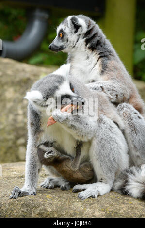 Ring-tailed lémuriens Mavis et Ethel, qui sont deux sœurs, avec leurs 10 jours bébés après les deux heures d'intervalle a donné naissance à Bristol Zoo Gardens. Banque D'Images