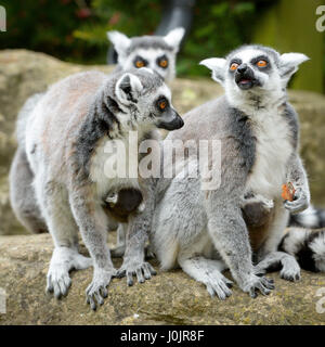 Ring-tailed lémuriens Mavis et Ethel, qui sont deux sœurs, avec leurs 10 jours bébés après les deux heures d'intervalle a donné naissance à Bristol Zoo Gardens. Banque D'Images