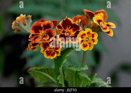 Primula Auticula close up Banque D'Images