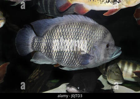 Longueur 50 cm de Tilapia dans l'aquarium Banque D'Images