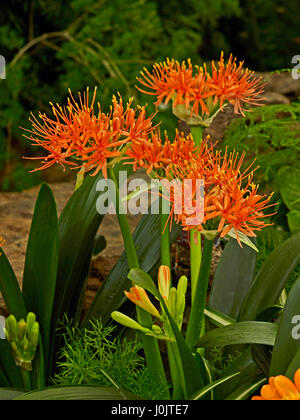 Haemanthus Scadoxus, katherinae Banque D'Images