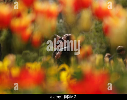 Un couple parmi les tulipes pendant une période de temps chaud, à St James's Park, Londres. Banque D'Images