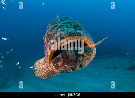 Goliath de l'Atlantique (Epinephelus itajara) ou Jewfish est la plus grande espèce de mérou. Banque D'Images