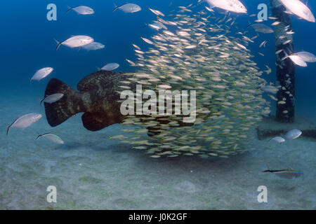 Goliath de l'Atlantique (Epinephelus itajara) ou Jewfish est la plus grande espèce de mérou. Banque D'Images