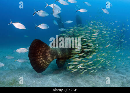 Goliath de l'Atlantique (Epinephelus itajara) ou Jewfish est la plus grande espèce de mérou. Banque D'Images