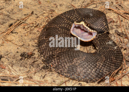 Un serpent à groin de l'Est montrant c'est crocs arrière. Banque D'Images