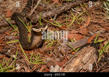 Un serpent à groin de l'Est montrant le capot c'est alors qu'elle tente de fuir. Banque D'Images