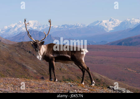 Le caribou (Rangifer tarandus) caribou mâle debout sur ligne de crête, crête de Primrose, Denali NP, AK, États-Unis Banque D'Images