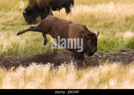 Bison (Bison bison) sautant en l'air, Yellowstone NP, WY, États-Unis d'Amérique Banque D'Images